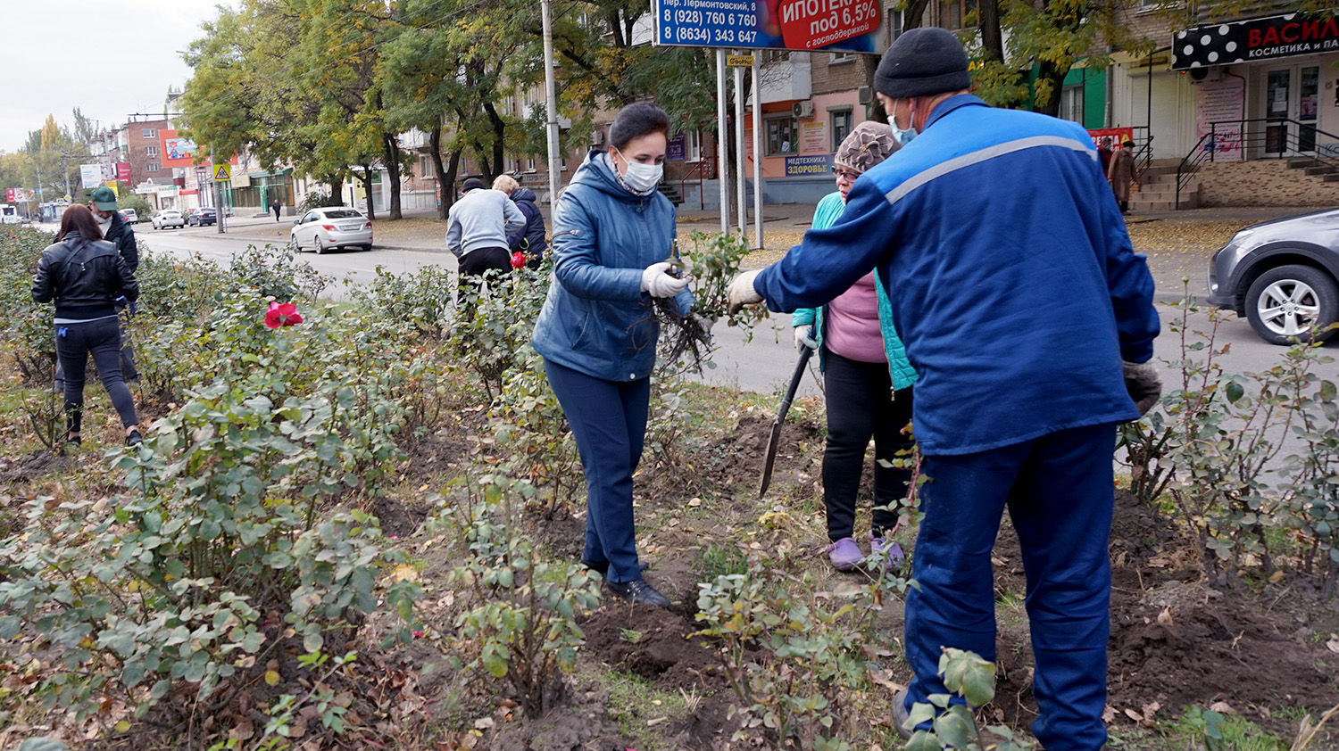 На улице Дзержинского высажено 500 кустов роз